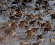 Точные карты скотомогильников с сибирской язвой засекречены в Минобороны – Аргументы Недели
